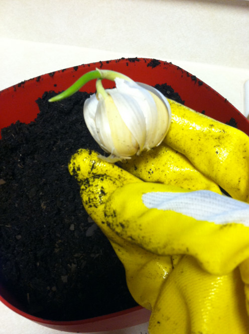 May 18: I split the bulbs apart but did not remove them from the paper.