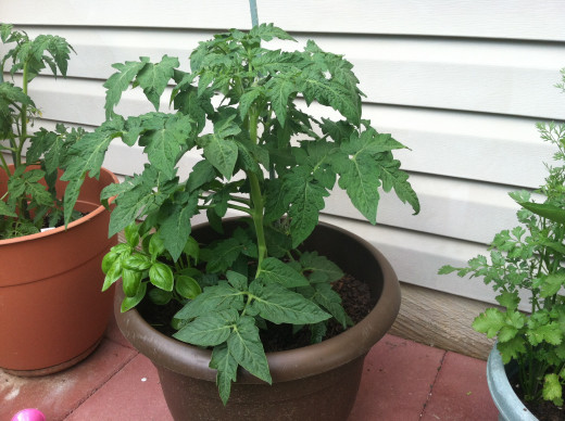 May 30: Patio tomato and basil - a few tiny fruit buds in there.