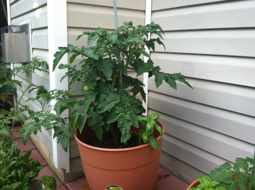 May 30: Mountain pride tomato and basil - lots of fruit, basil also tasting great!