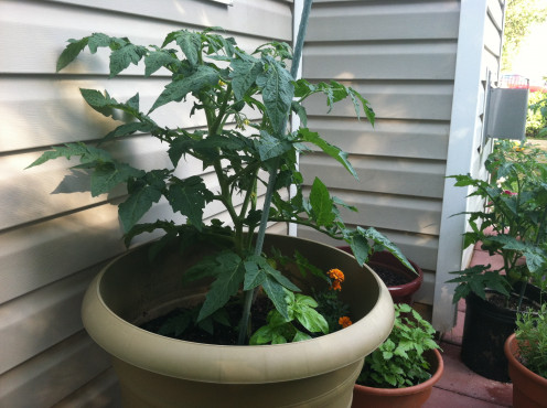 May 30: Mountain pride tomato, marigold, basil, and golden oregano.