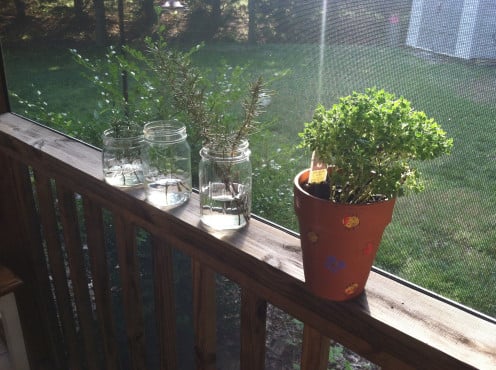 May 31: Herbs in water and a small boxwood basil.