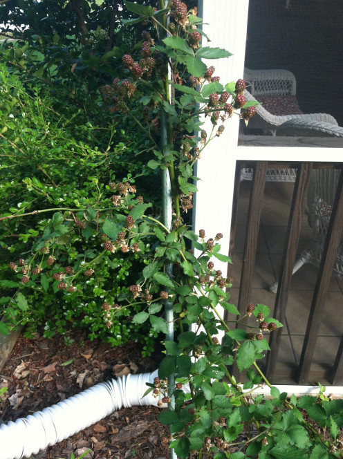 May 31: Raspberries! 