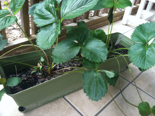 May 31: Strawberries.