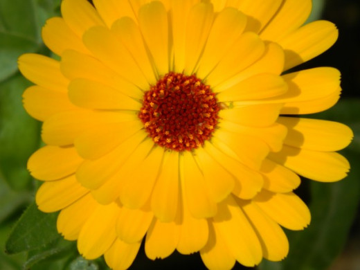 Close Up Setting