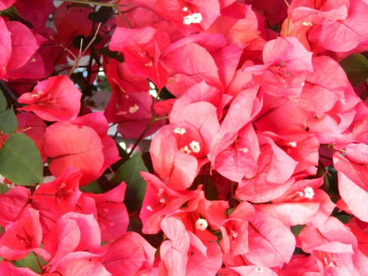 Bougainvillea Flowers