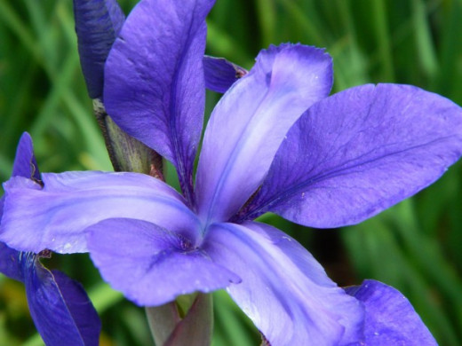 Blue Iris