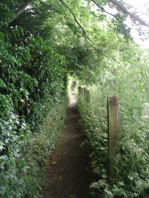 Narrow, Overgrown but Straight 
