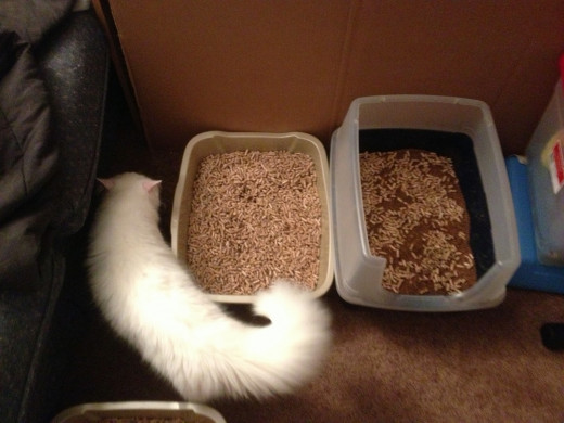 Snow, exploring his new litter.  The box on the left is pure wood pellets, while the box on the right is a mix between their prior litter and the pellets.