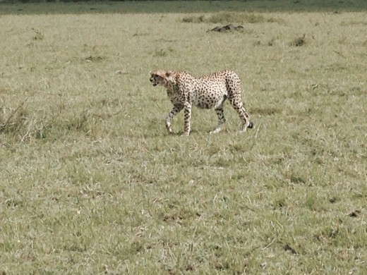 Curious cheetah