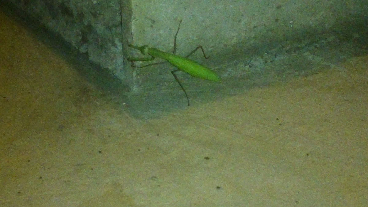 Our cricket friend - he attracted a lot of attention, but unfortunately passed away before the end of our trip...