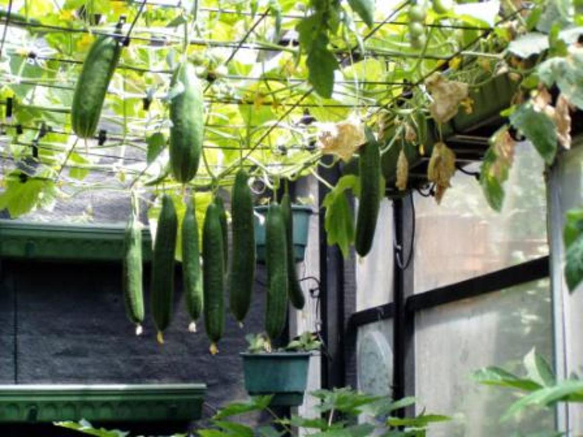 Everything You Need To Know About Growing Cucumbers