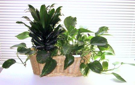 Decorating with plants is easy!
