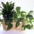 Decorating with plants is easy! Decorating with plants is easy!