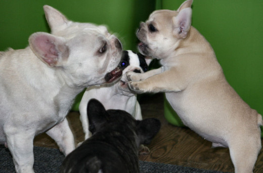 My dog, Teddy, sasses his mother, Tula. It's a habit I've never managed to break - he sasses me, too!