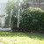 My citrus garden has mandarin and lemons. My citrus garden has mandarin and lemons.