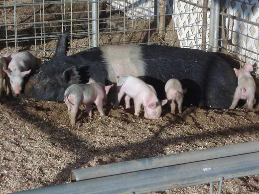 A sow with baby piglets can be so very cute. But remember she may attack trying to defend her young. 