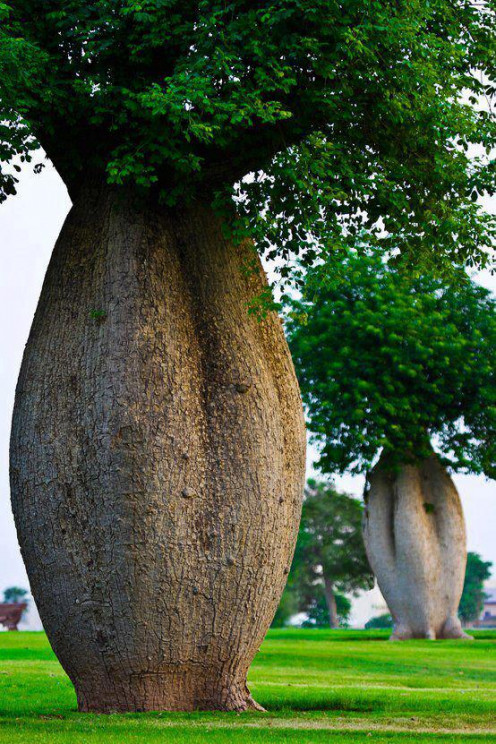 There is a legend that says a goddess gave birth, lived and died inside these trees.