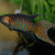 Paradise fish will dart tot he top of the tank continuously in an ammonia filled tank.