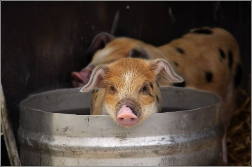 Here we have a really cute piglet that has hopped into the bucket to see what is in there. He looks happy so maybe he found a treat. 