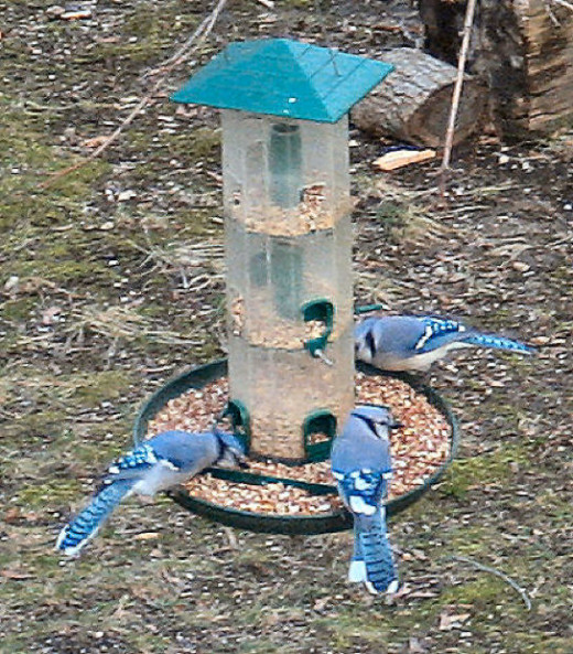 Bluejaytrio by Jeanne Gruner