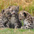 Come and play! Jaguars! Come and play! Jaguars!