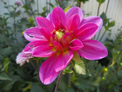 Flowers help to attract pollinators, which then help your garden produce more vegetables. 