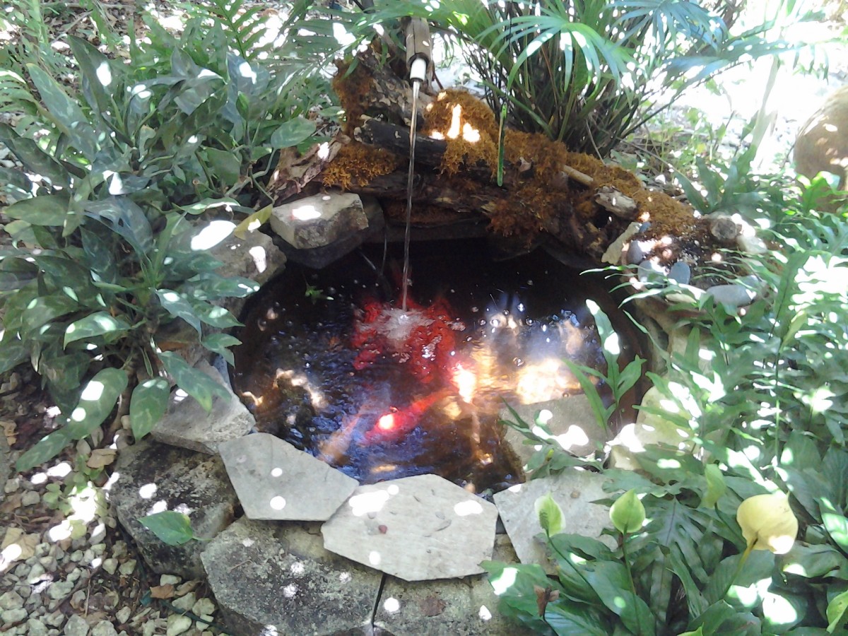My fish pond (water source) Insects get water as it sprinkles onto the stones. BTW the fish love when bugs "slip and fall in"