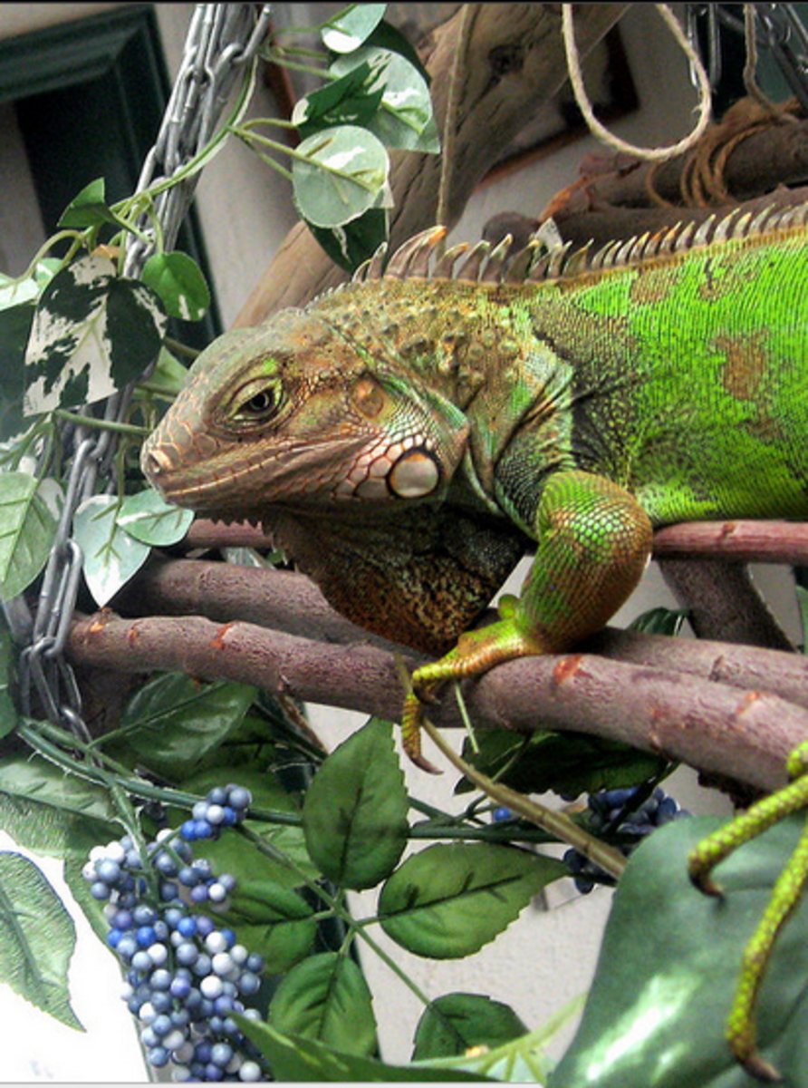 11 Things To Consider Before Adopting A Pet Green Iguana Pethelpful By Fellow Animal Lovers And Experts,Chameleon Petco