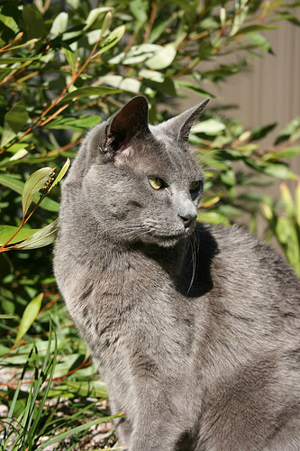 Russian Blue by TCL 1961