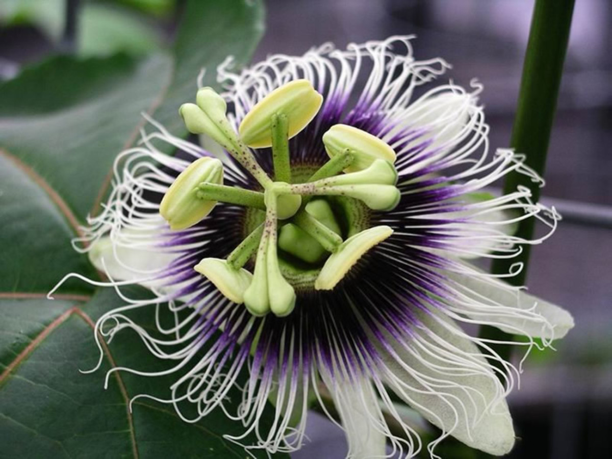 The Many Disguises of the Passion Flower, Passiflora | HubPages