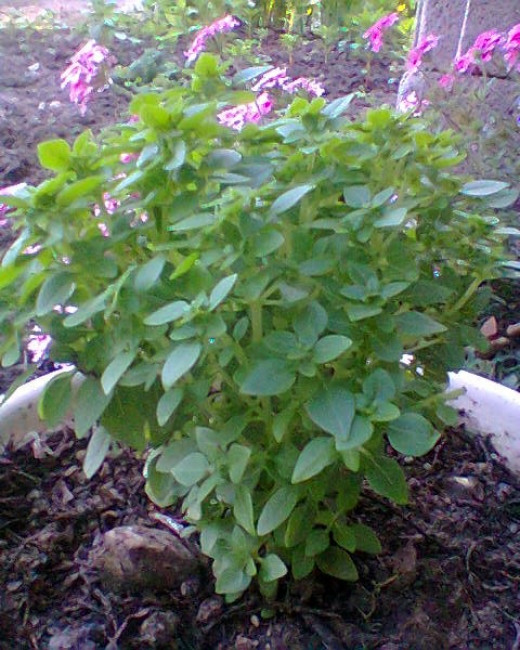 The Commonly Grown Herbs HubPages