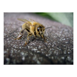 Honey Bee