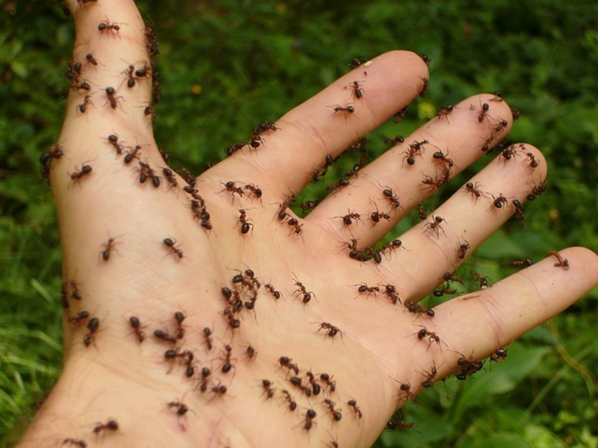 30 Easy DIY Ways to Get Rid of Ants in
