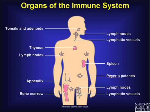 These are called the lymphoid organs--the home of the immune cells