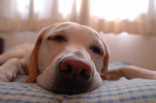 Dogs show signs of dreaming