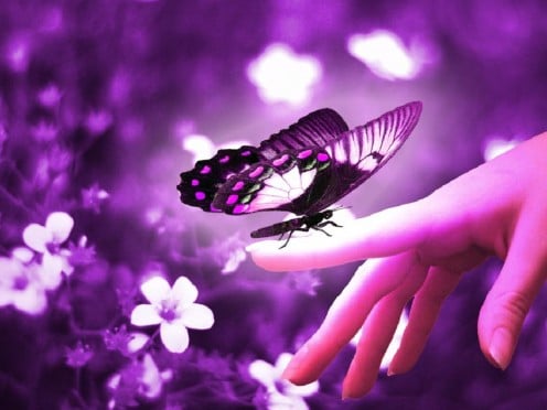 Image of a hand holding a butterfly