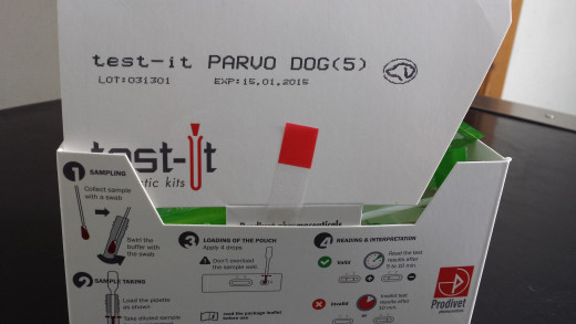 A test kit for Canine Parvo Virus infection- one of the more serious infectious causes of vomiting in unvaccinated dogs.