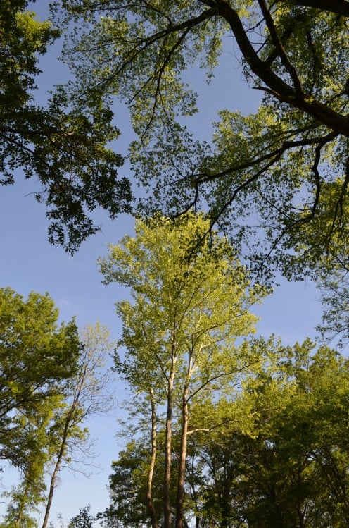 I loved all the trees at Shaw Nature Reserve.  These were so beautiful, when looking up into them, set against the blue sky.