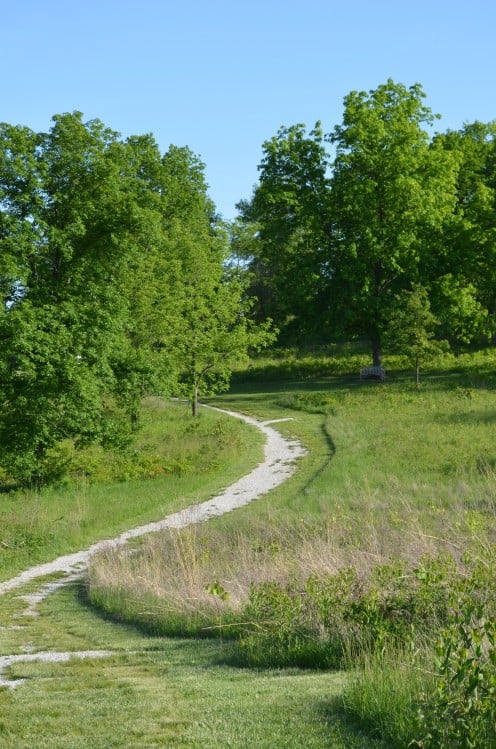 One of the many paths and trails at Shaw Nature Reserve.  I liked the little bench in the distance under the tree, where people could stop and take a rest if they want to. 