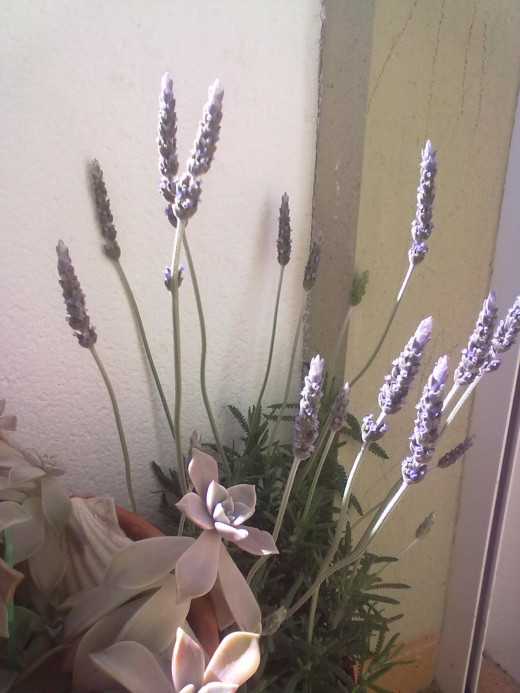 Lavender is easy to grow.