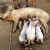 Sow with piglets Sow with piglets