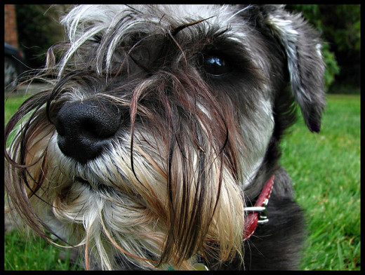 Make yourself look as scruffy as possible!