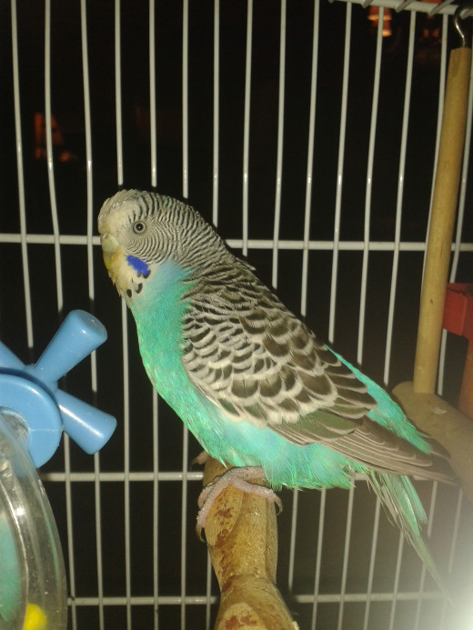 A sick budgie in isolation... She was taken to the vet, diagnosed with a bacterial infection, and successfully treated with antibiotics!
