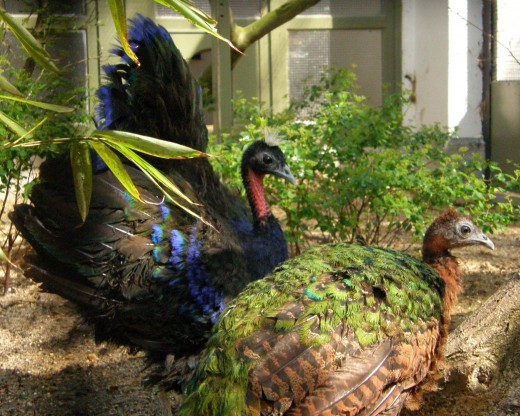 Congo Peafowls Pair