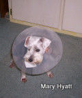 Do You Have An Itchy Dog?  Could Be Sensitive To Glutens!