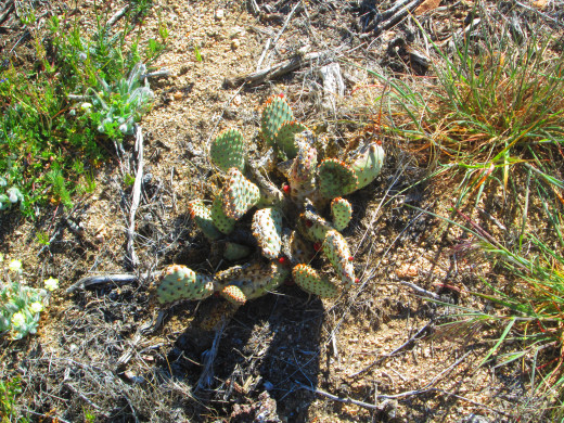 A small cactus plant.