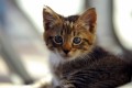Pet Tales - #2 Felix And Sam