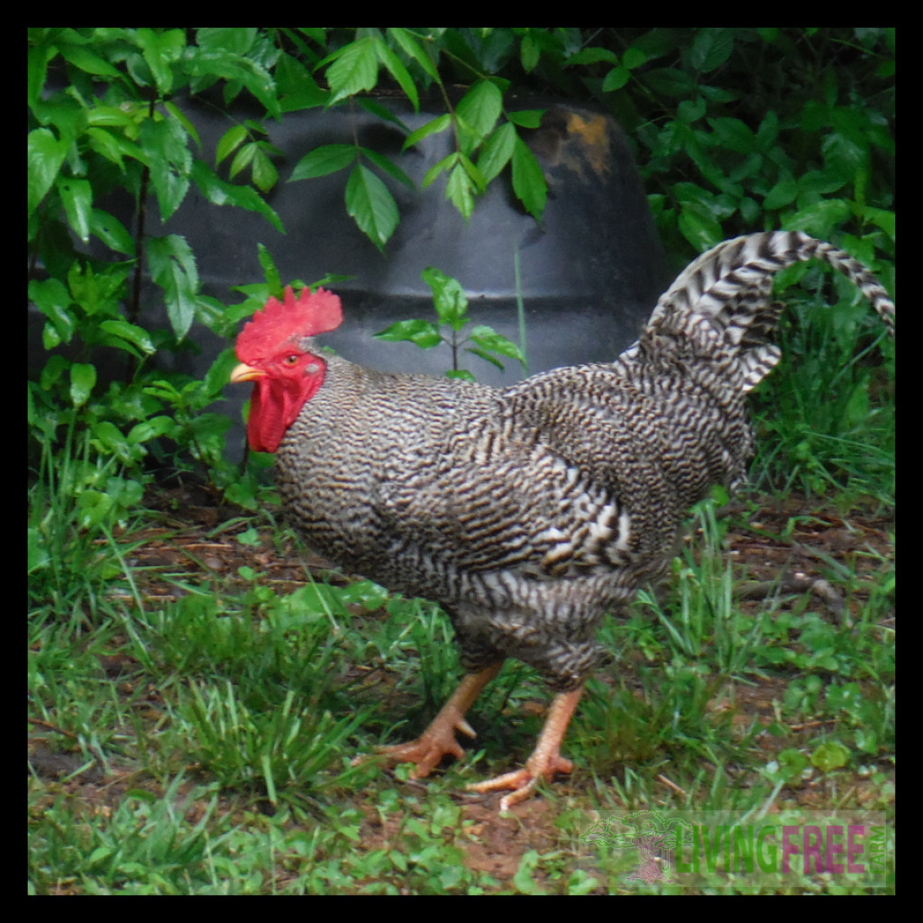 When Roosters Attack