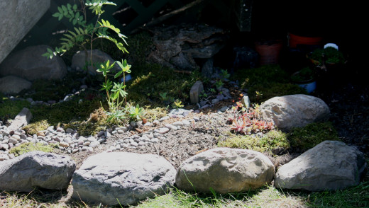 Early evolution of a moss garden, rock garden.  The hut in the back is a 'toad abode'.  No photos have done it justice so far, but I hope they will when it's all done.