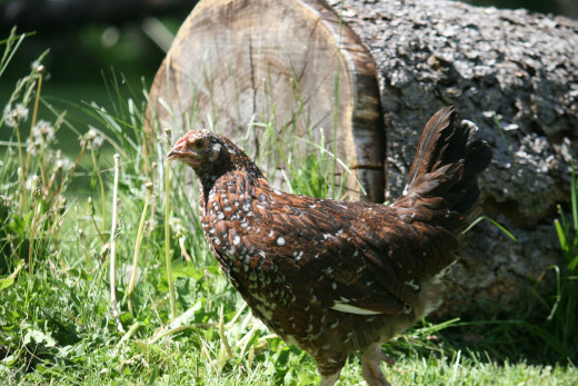 You may need to pet or poultry proof your moss garden.